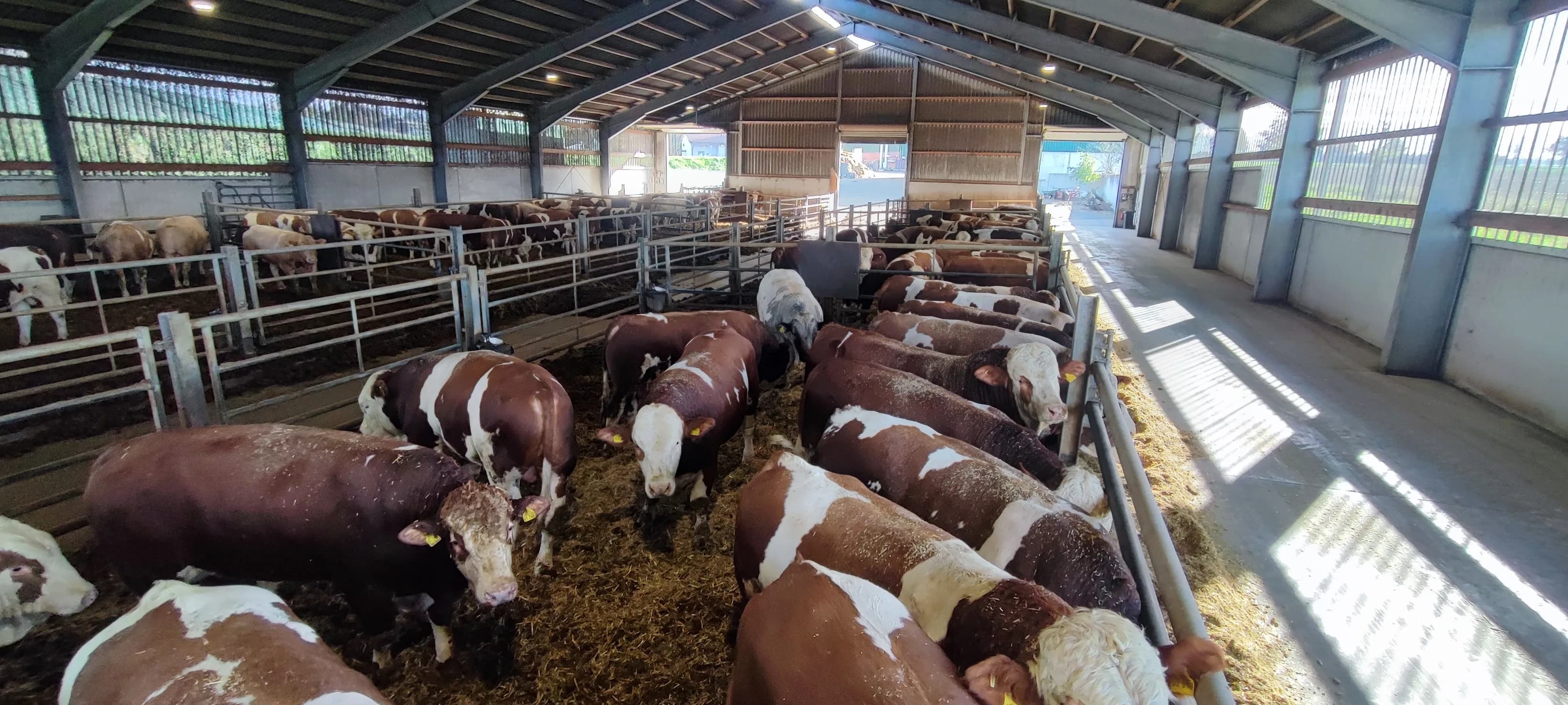 Kühe neben einer PV-Anlage