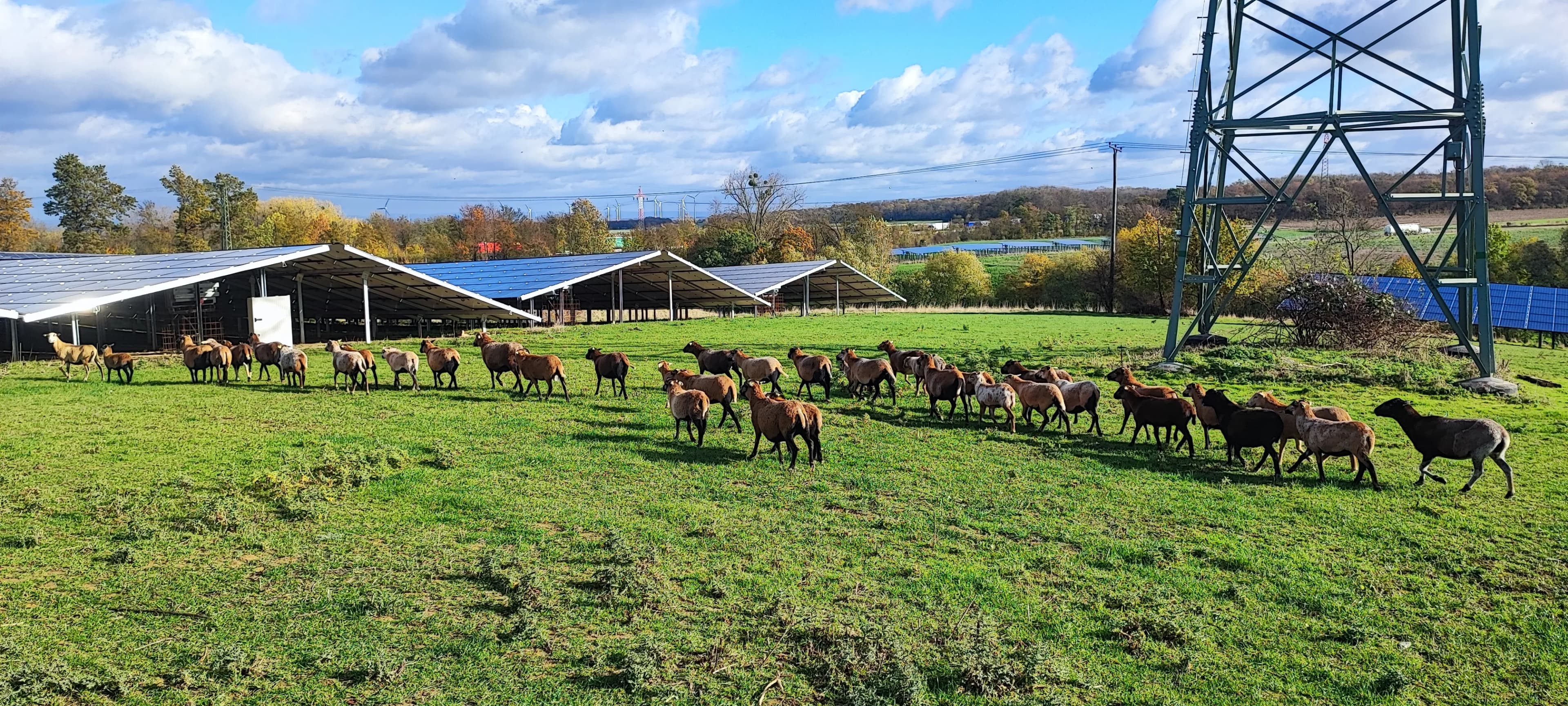 Freiflächenanlage mit gepflegten Grünstreifen